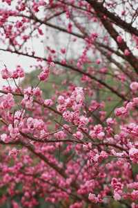 花重錦官城