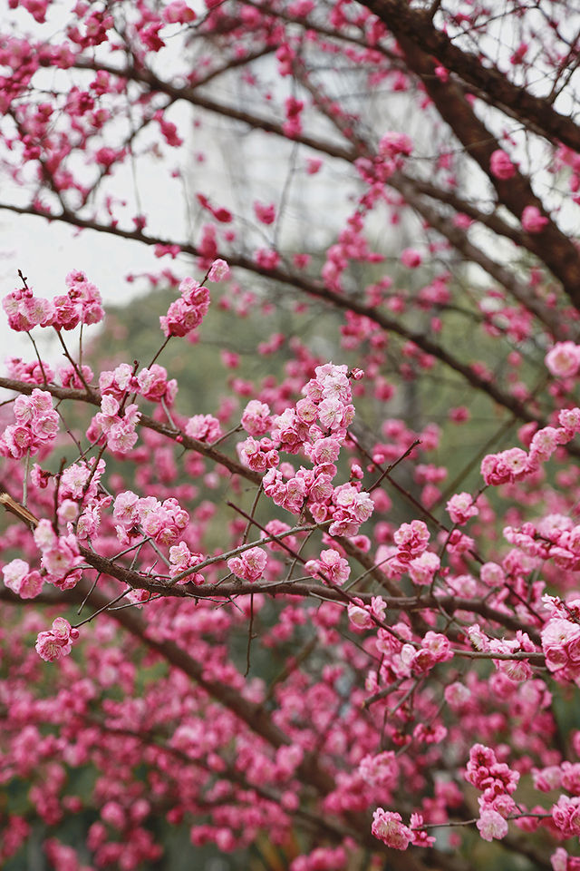 花重錦官城