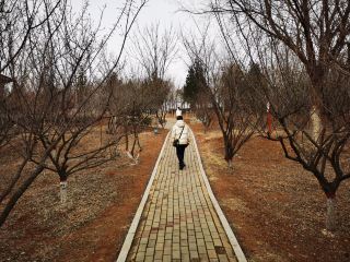 含苞待放嘅垣曲梅花園。