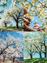3-4月旅行天花板，美得像墜落凡間的畫。