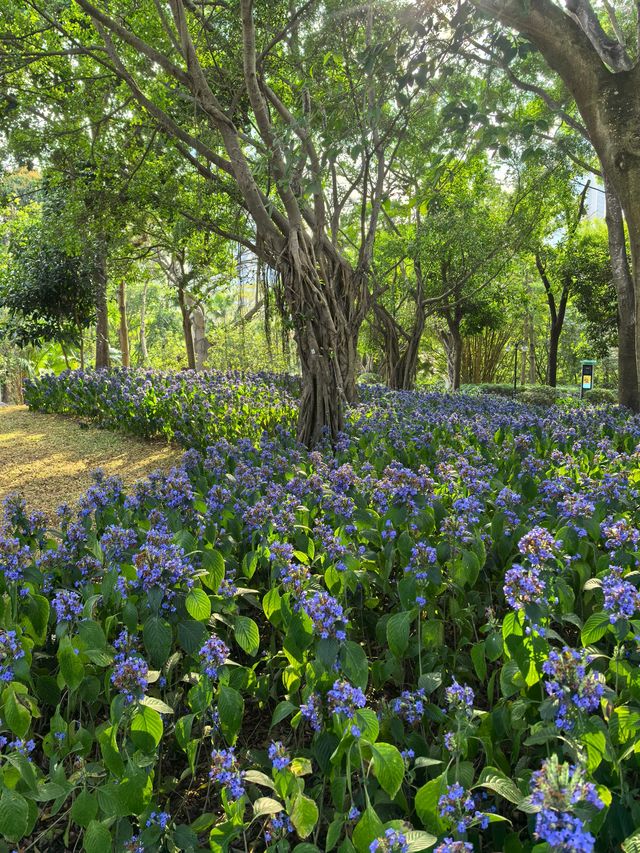 深圳筆架山體育公園 | 春日花箋