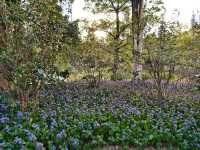 深圳筆架山體育公園 | 春日花箋