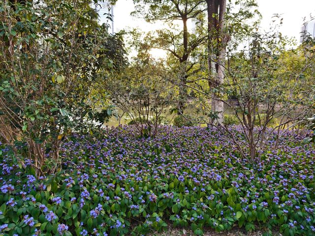 深圳筆架山體育公園 | 春日花箋