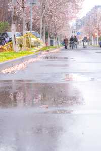 不知道鄭大的玉蘭花，能不能撐得過這場春雪