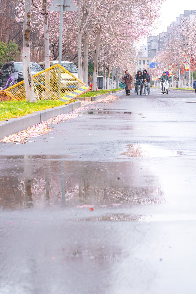不知道鄭大的玉蘭花，能不能撐得過這場春雪
