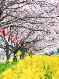 春日浪漫天花板櫻花花火一日遊｜附攻略。