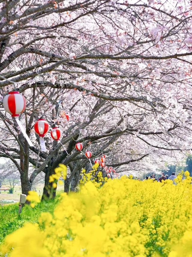 春日浪漫天花板櫻花花火一日遊｜附攻略。