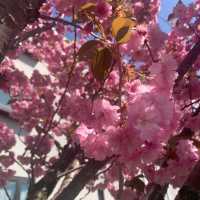 🌸【札幌櫻花夢境】🌸