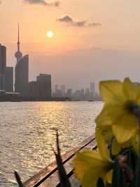 上海楊浦濱江附路線趁花期快來呀
