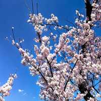 藏在名古屋的小眾賞櫻秘境🌸 木曾川堤