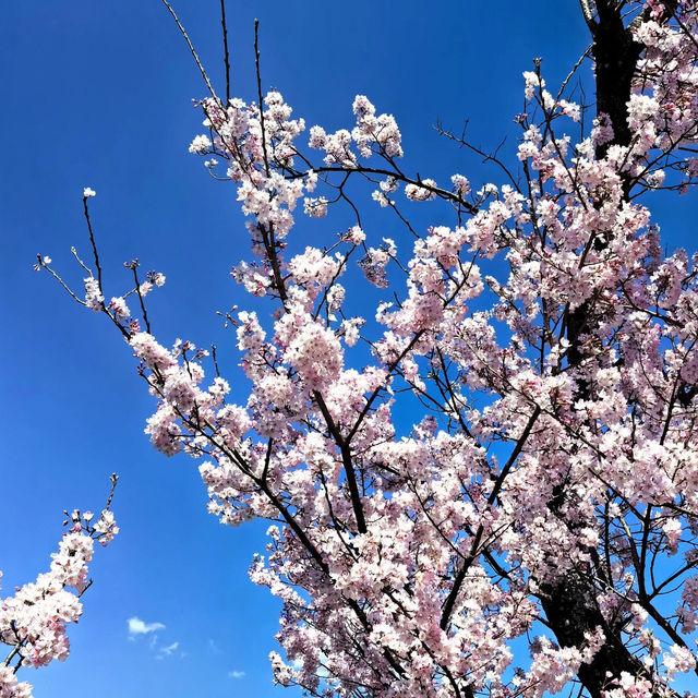 藏在名古屋的小眾賞櫻秘境🌸 木曾川堤