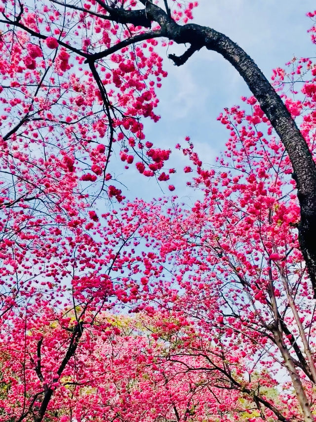 Yuantong Mountain cherry blossoms Calling too 