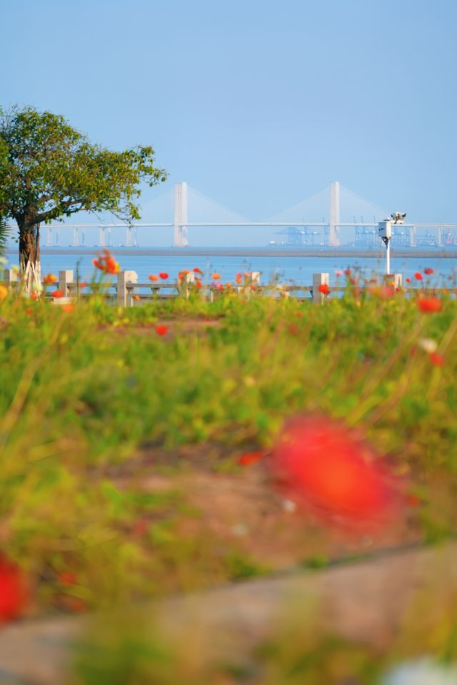 泉州濱海公園虞美人花海：現狀痛心