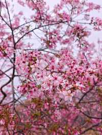 韶關櫻花公園的櫻花開好啦🌸錯過等一年
