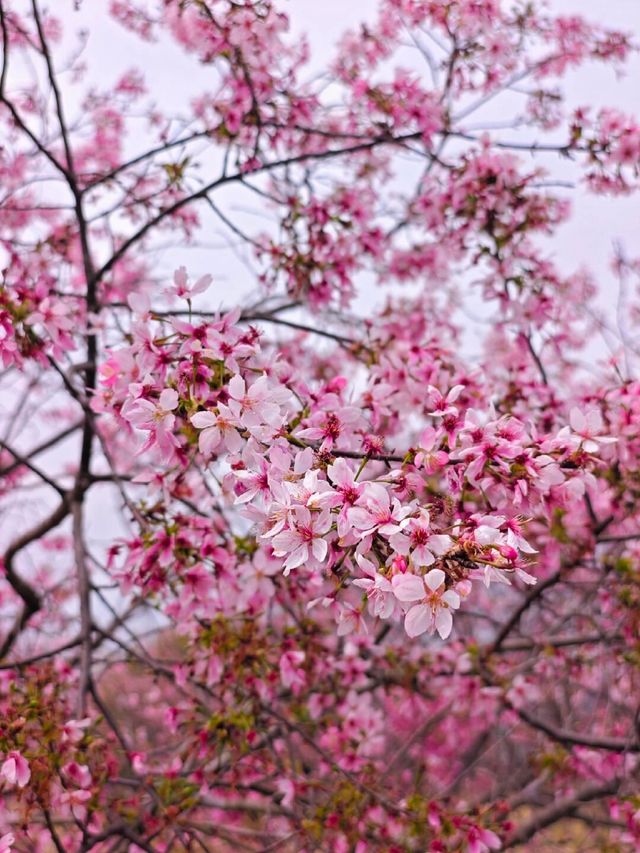 韶關櫻花公園的櫻花開好啦🌸錯過等一年