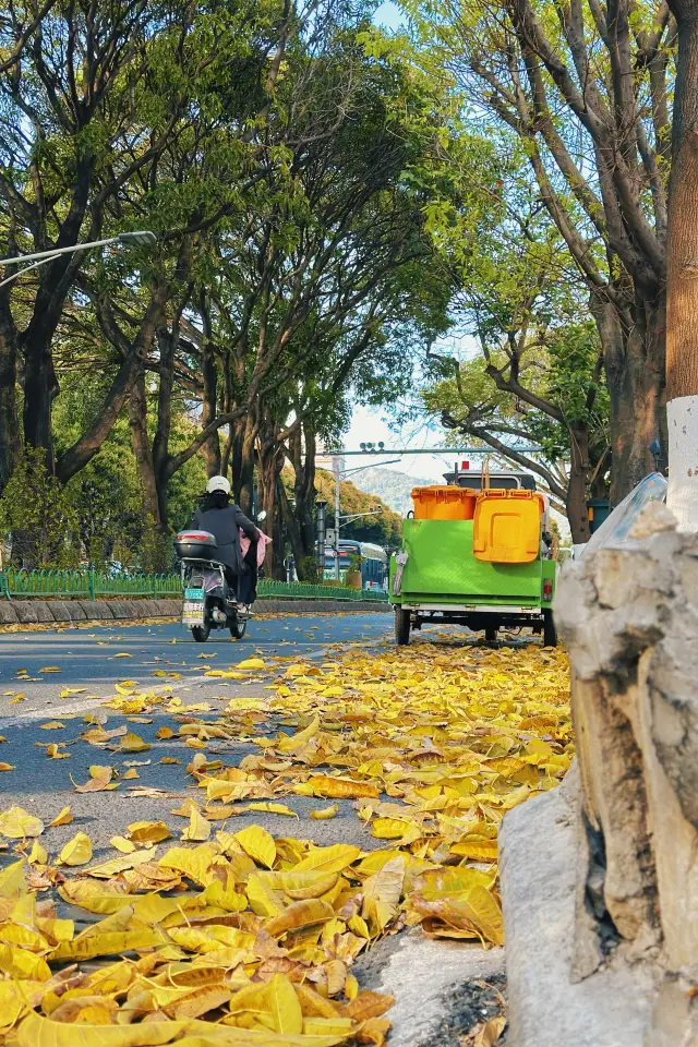 Stumble into a real-life Monet's Garden! Encounter autumn in late spring in Quanzhou.