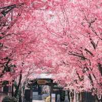 🌸2025日本櫻花季攻略 | 東京櫻花最美不接受反駁