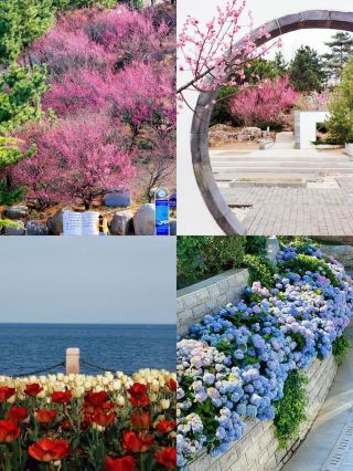 The long-awaited Yantai flower viewing guide, a must-see for spring
