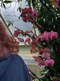 London Exhibition: Kew Gardens Orchid Festival