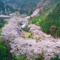 🌸大阪櫻花季私藏攻略｜承包整片花海！