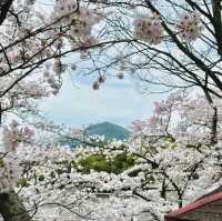 🌸名古屋旁竟藏著這等賞櫻寶地！犬山強推！