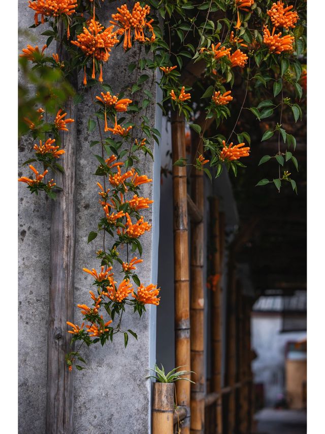 汕頭-潮州5日遊 清明踏青賞花正當時