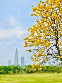 Shenzhen Bay Park: A Springtime Symphony of Yellow Blossom