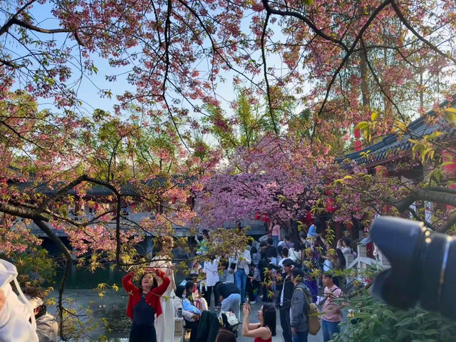 值得推薦喔！武漢東湖櫻花園