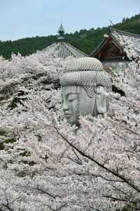 2024 Japan Cherry Blossom Season Summary (Recommendations and Avoidances)