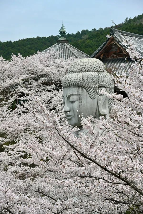 2024 Japan Cherry Blossom Season Summary (Recommendations and Avoidances)