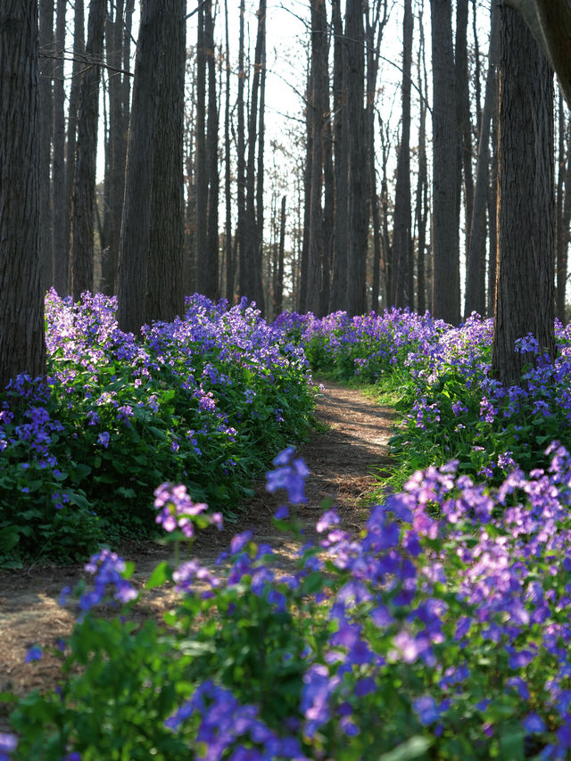 上海｜被這個公園美哭一萬遍了！週末衝！