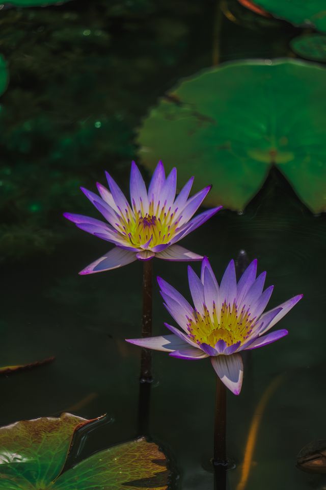 杭州賞荷花，別錯過這個莫奈花園