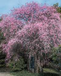 奈良賞櫻全攻略：古都春日與鹿共舞的櫻花物語！