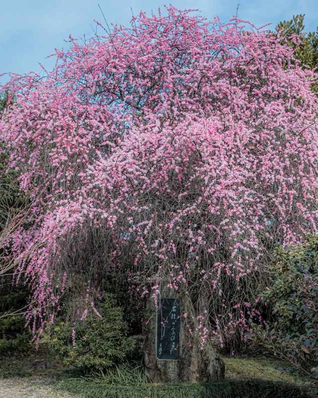 奈良賞櫻全攻略：古都春日與鹿共舞的櫻花物語！