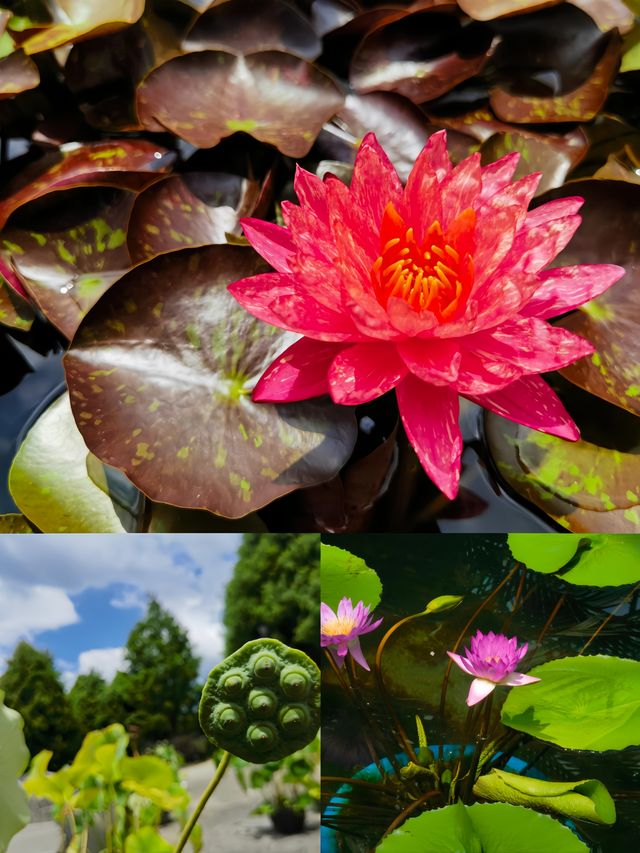 被我發現的日本小眾絕美寶地草津市立水生植物園