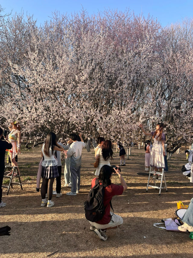 奧森桃花谷的桃花劫～