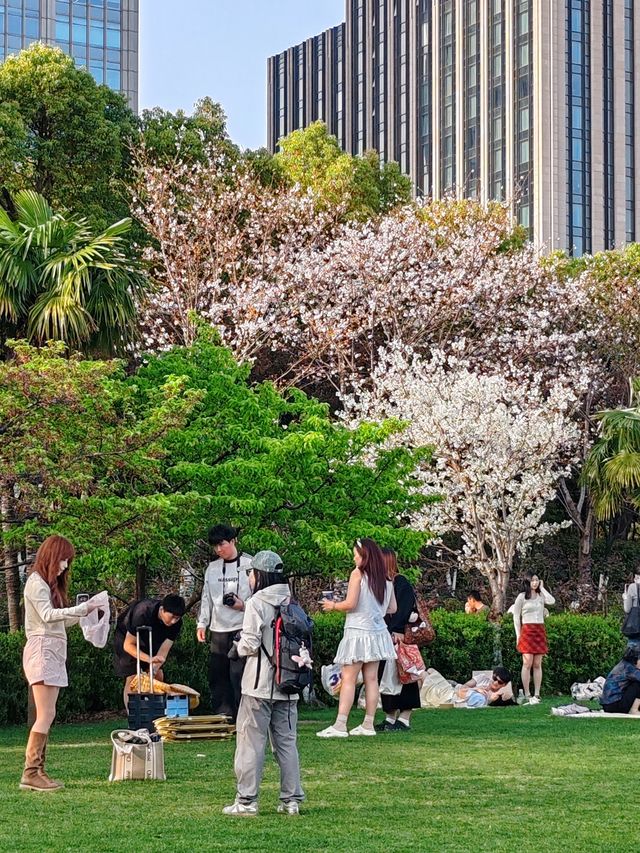 上海大寧公園的鬱金香已到盛花期