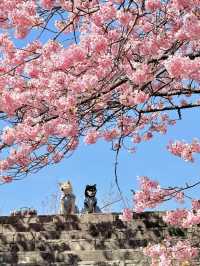 伊豆🌸原來動漫裏的場景是真實存在的❗️