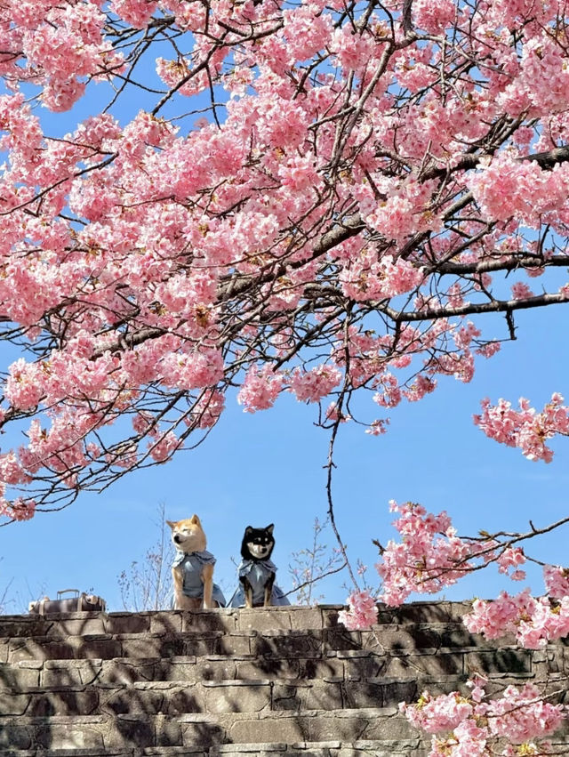 伊豆🌸原來動漫裏的場景是真實存在的❗️