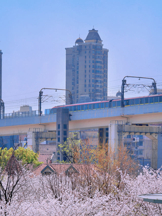 上海開往春天的列車🌸盛放附機位攻略