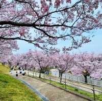 櫻花季🌸大阪私藏小眾寶地——狹山市
