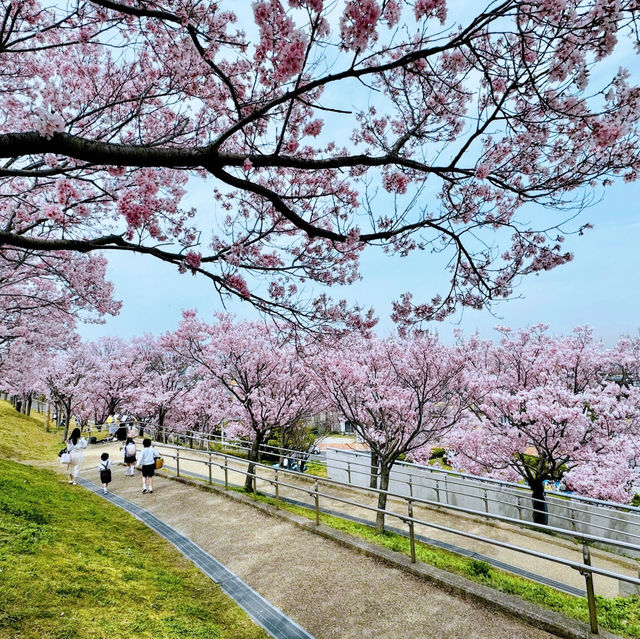 櫻花季🌸大阪私藏小眾寶地——狹山市