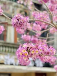 廣州春季賞花攝影點合集（賞花踏青啦）