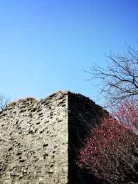 Ancient city wall blossom 