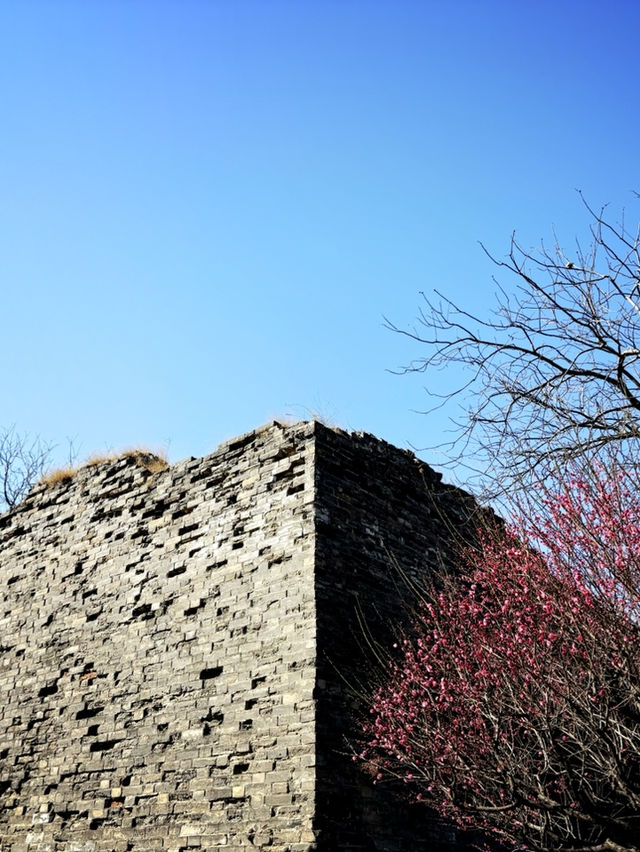 Ancient city wall blossom 