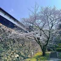 🌸日本福岡櫻花季--舞鶴公園🌸