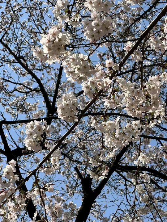 首爾漢江公園賞櫻紀行：粉雪繽紛映江景