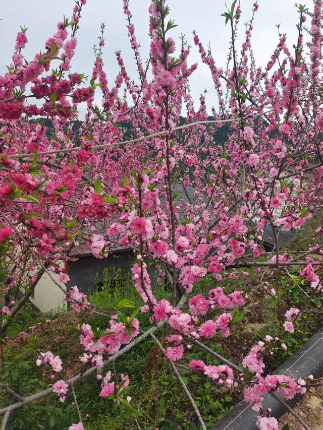 “桃之夭夭，灼灼其華”