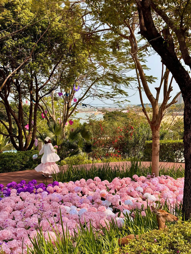 🌸珠海限定！城市客廳繡球花海來襲  