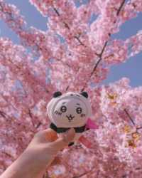 東京タワーと桜の絶妙なコラボレーション 🌸🗼
